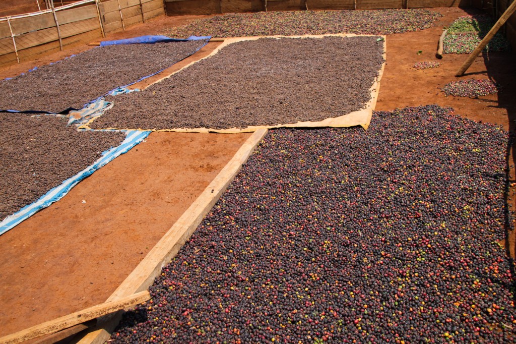 IMG_9570r_compressed